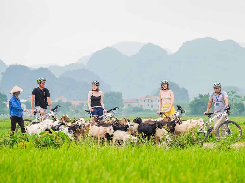 Daily Departure: Hanoi - Halong Bay - Ninh Binh - Sapa - Hanoi.